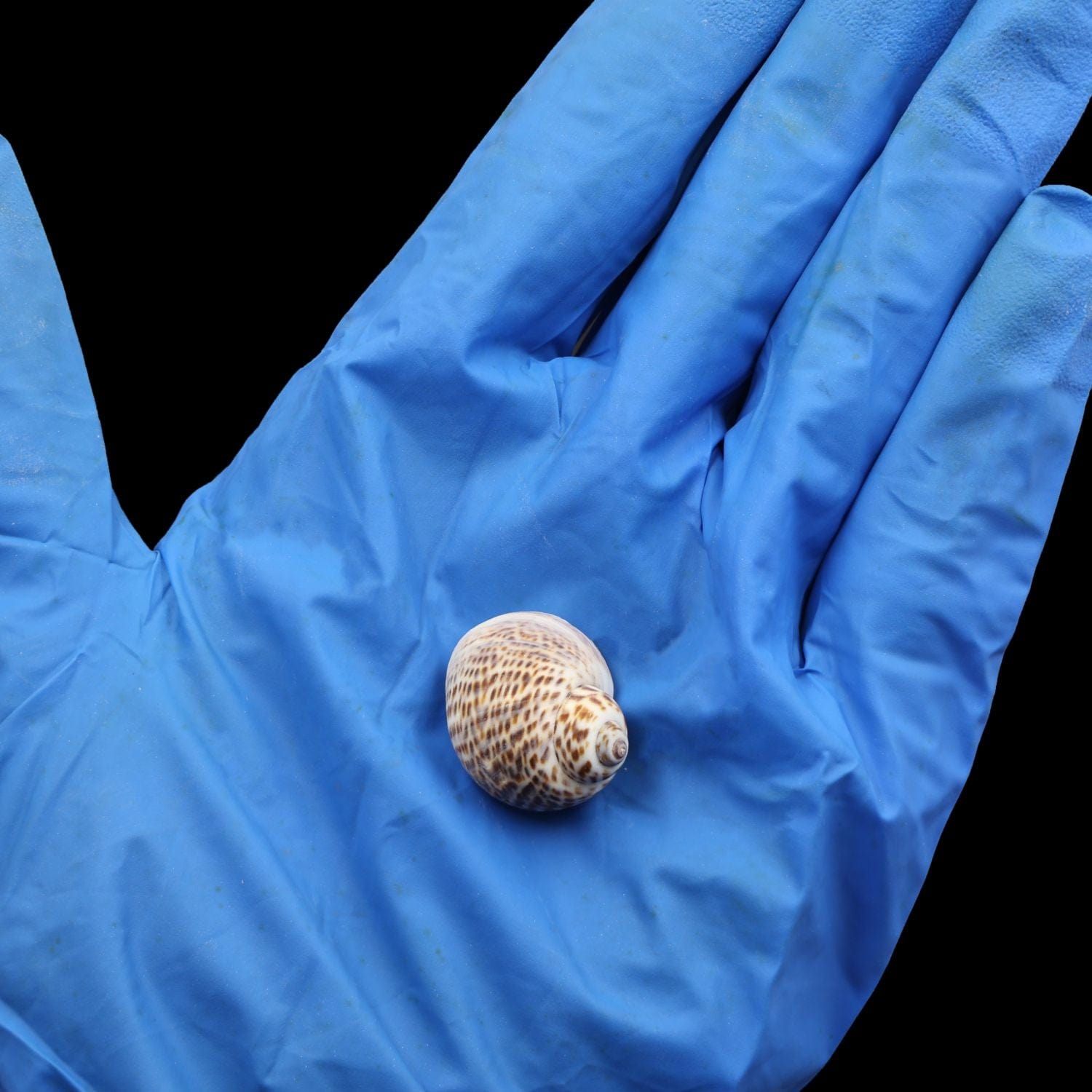 My Store NATURAL SHELL Natural Shell (50Gms) SH023