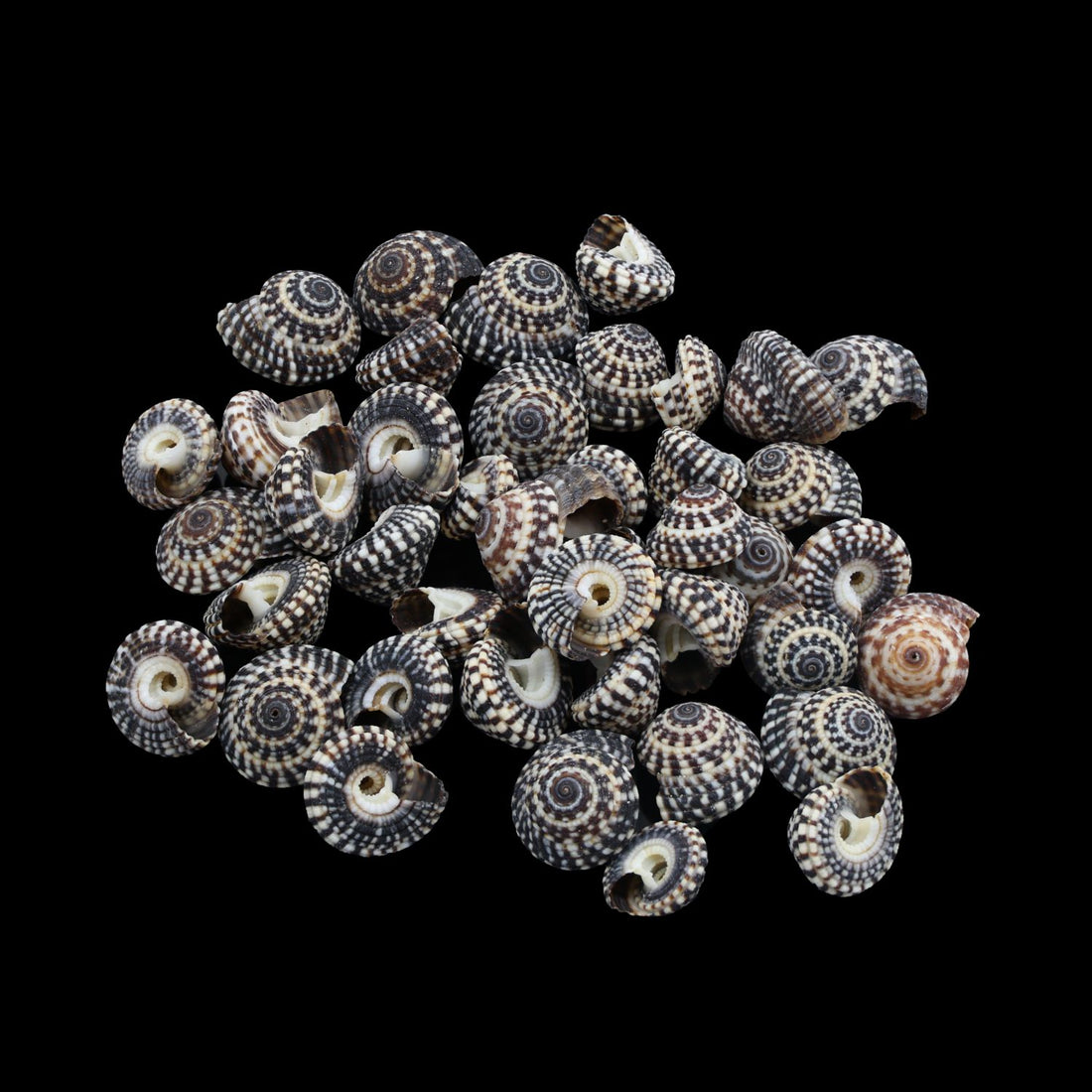 My Store NATURAL SHELL Natural Shell (50Gms) SH024