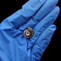 My Store NATURAL SHELL Natural Shell (50Gms) SH024