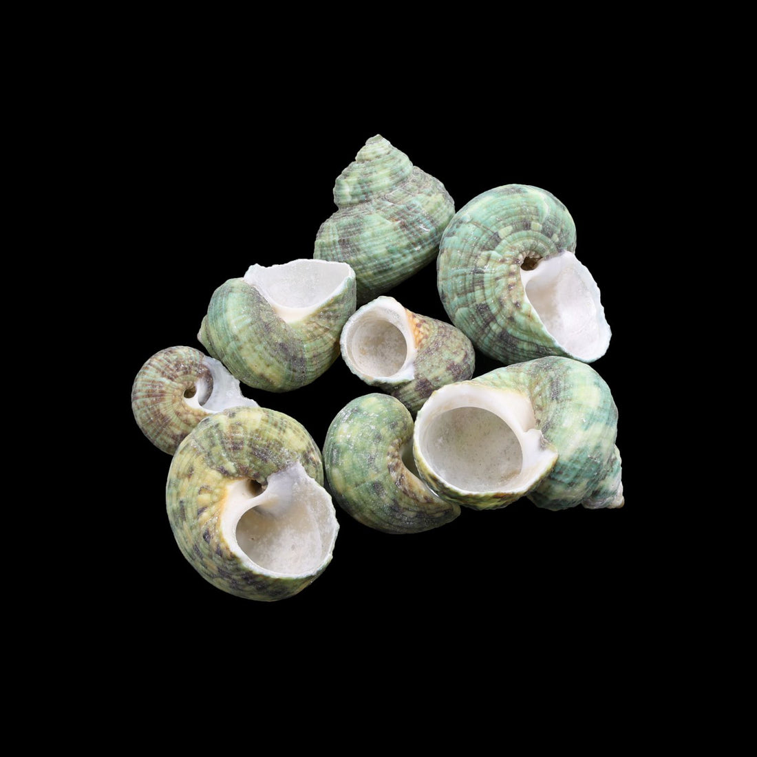 My Store NATURAL SHELL Natural Shell (50Gms) SH026