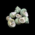 My Store NATURAL SHELL Natural Shell (50Gms) SH026