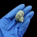 My Store NATURAL SHELL Natural Shell (50Gms) SH026