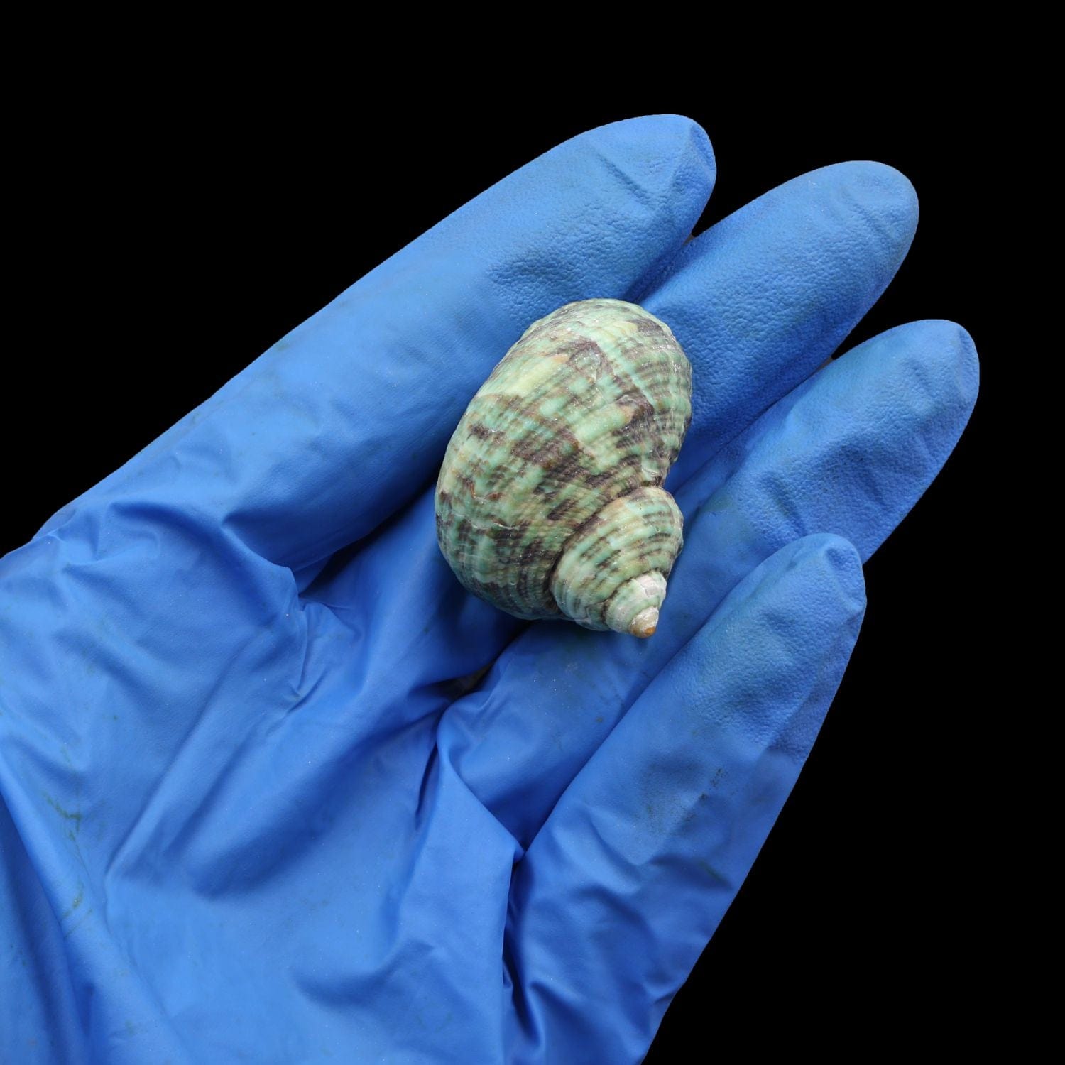 My Store NATURAL SHELL Natural Shell (50Gms) SH026