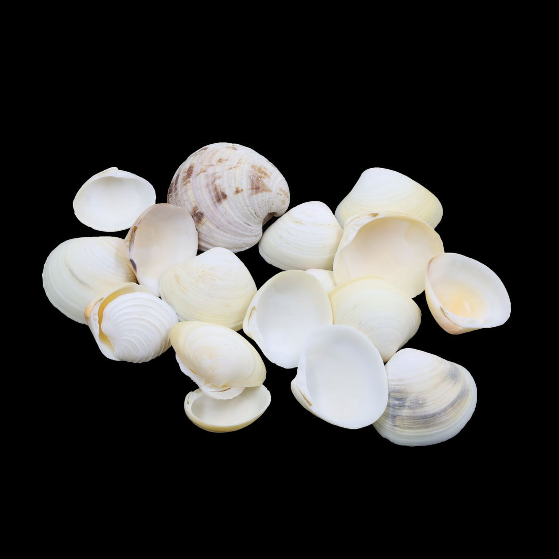 My Store NATURAL SHELL Natural Shell (50Gms) SH027