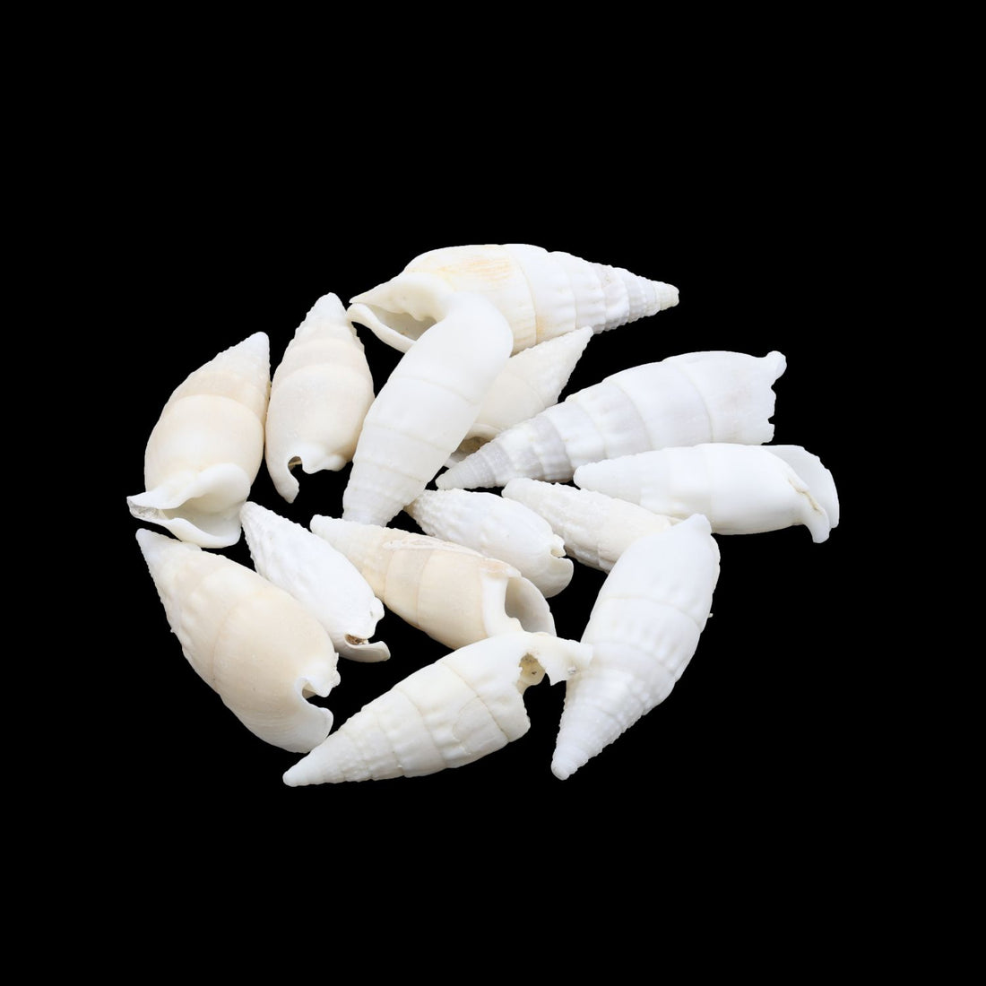My Store NATURAL SHELL Natural Shell (50Gms) SH029