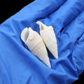 My Store NATURAL SHELL Natural Shell (50Gms) SH029