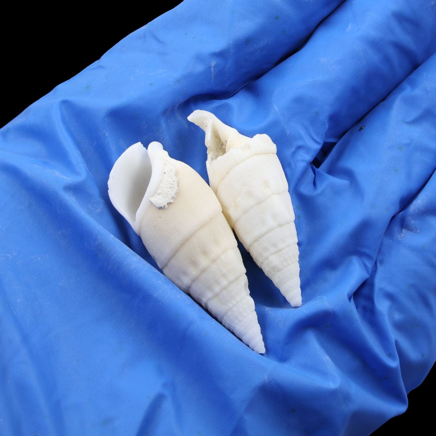 My Store NATURAL SHELL Natural Shell (50Gms) SH029