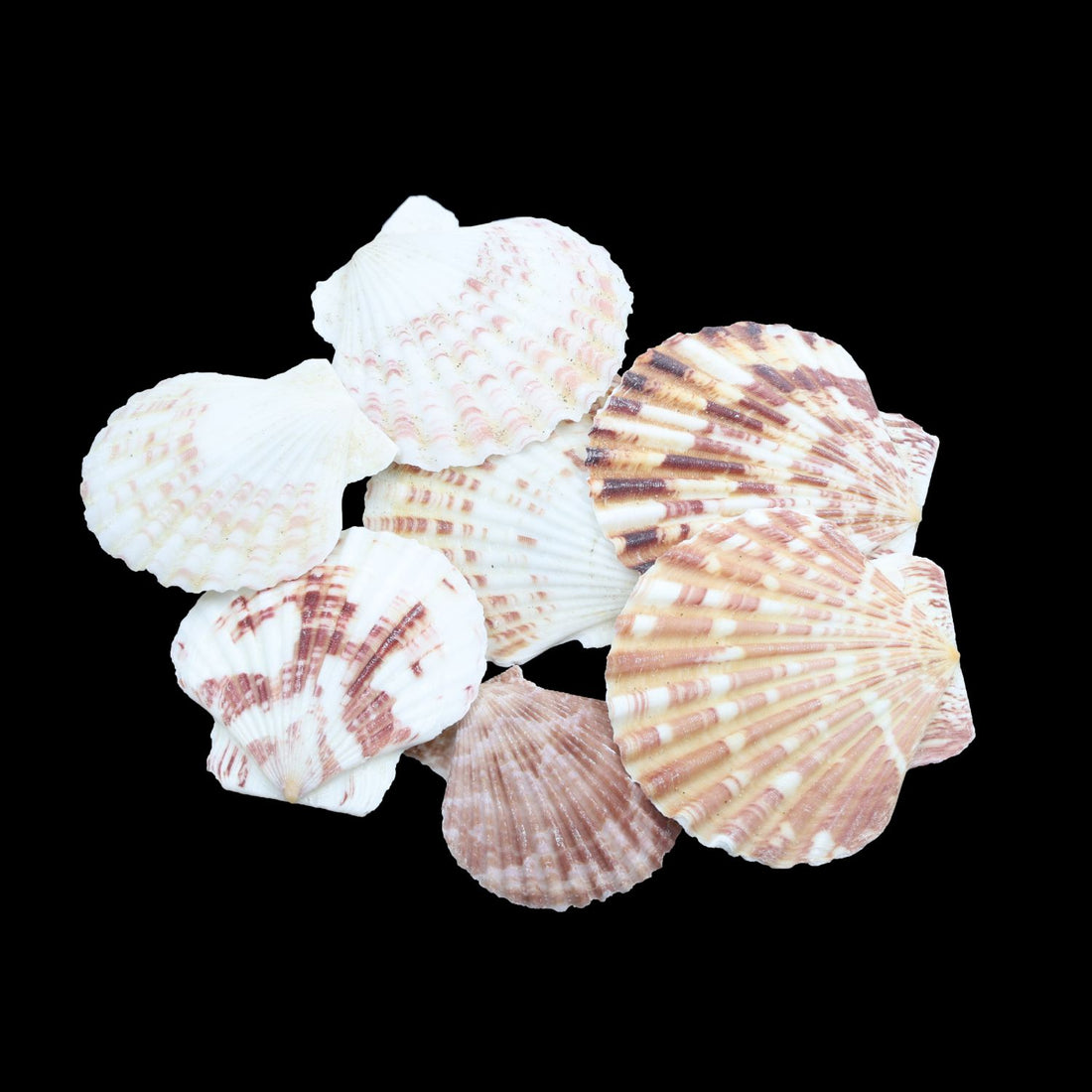 My Store NATURAL SHELL Natural Shell (50Gms) SH030