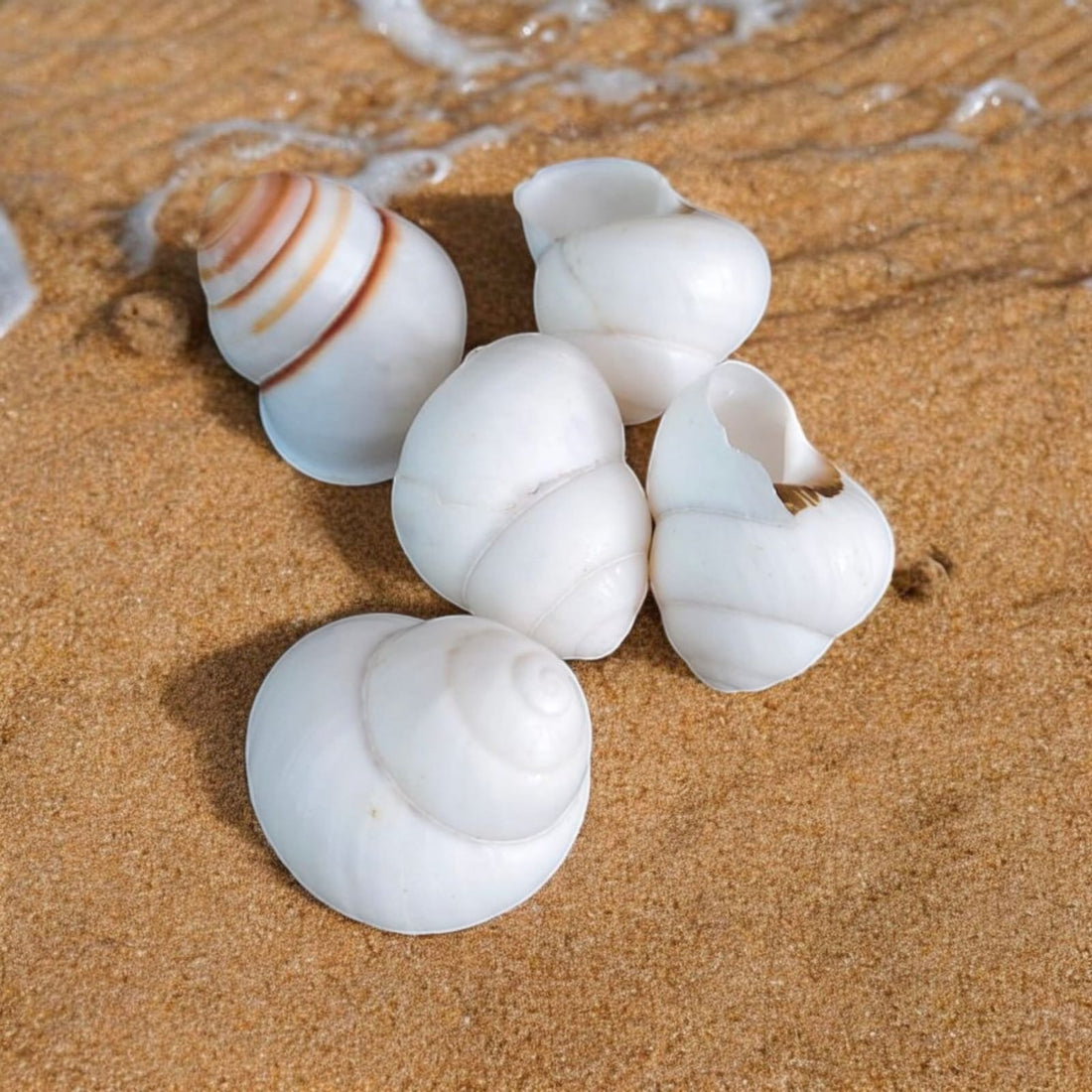 Crafteria Natural Shell (50Gms) SH031